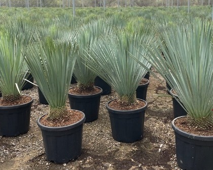 Yucca rostrata 35 l